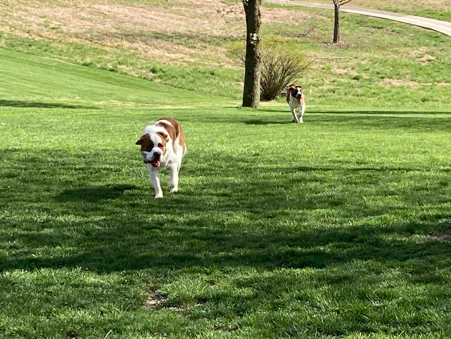 Saint Bernard Puppy Reservation