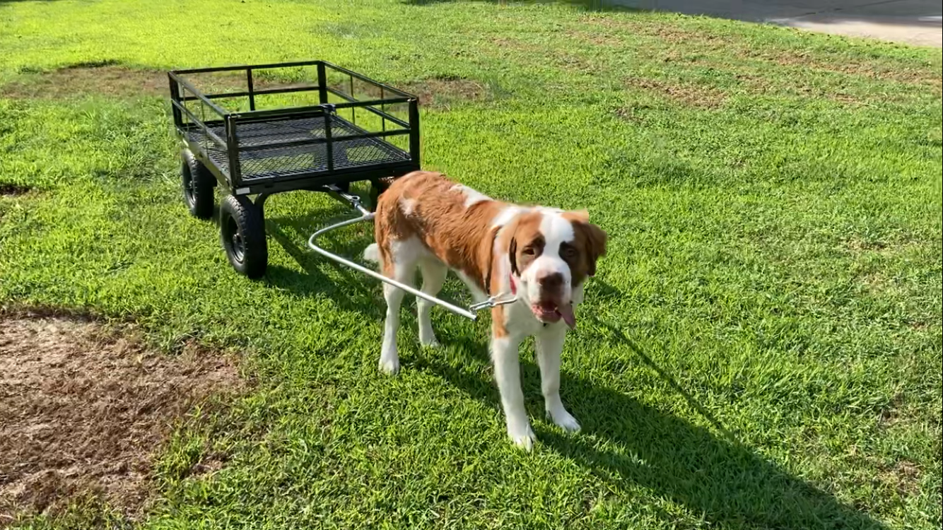 Saint Bernard Puppy Reservation