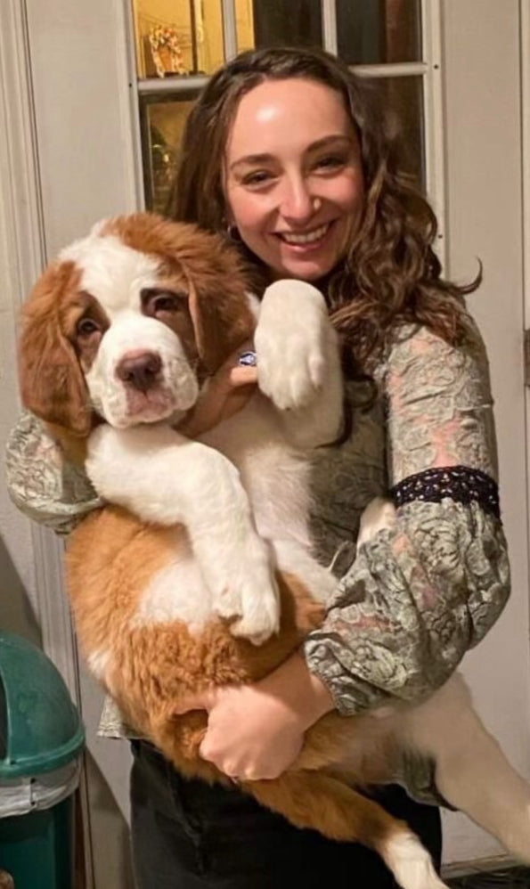 Saint Bernard Puppy Reservation