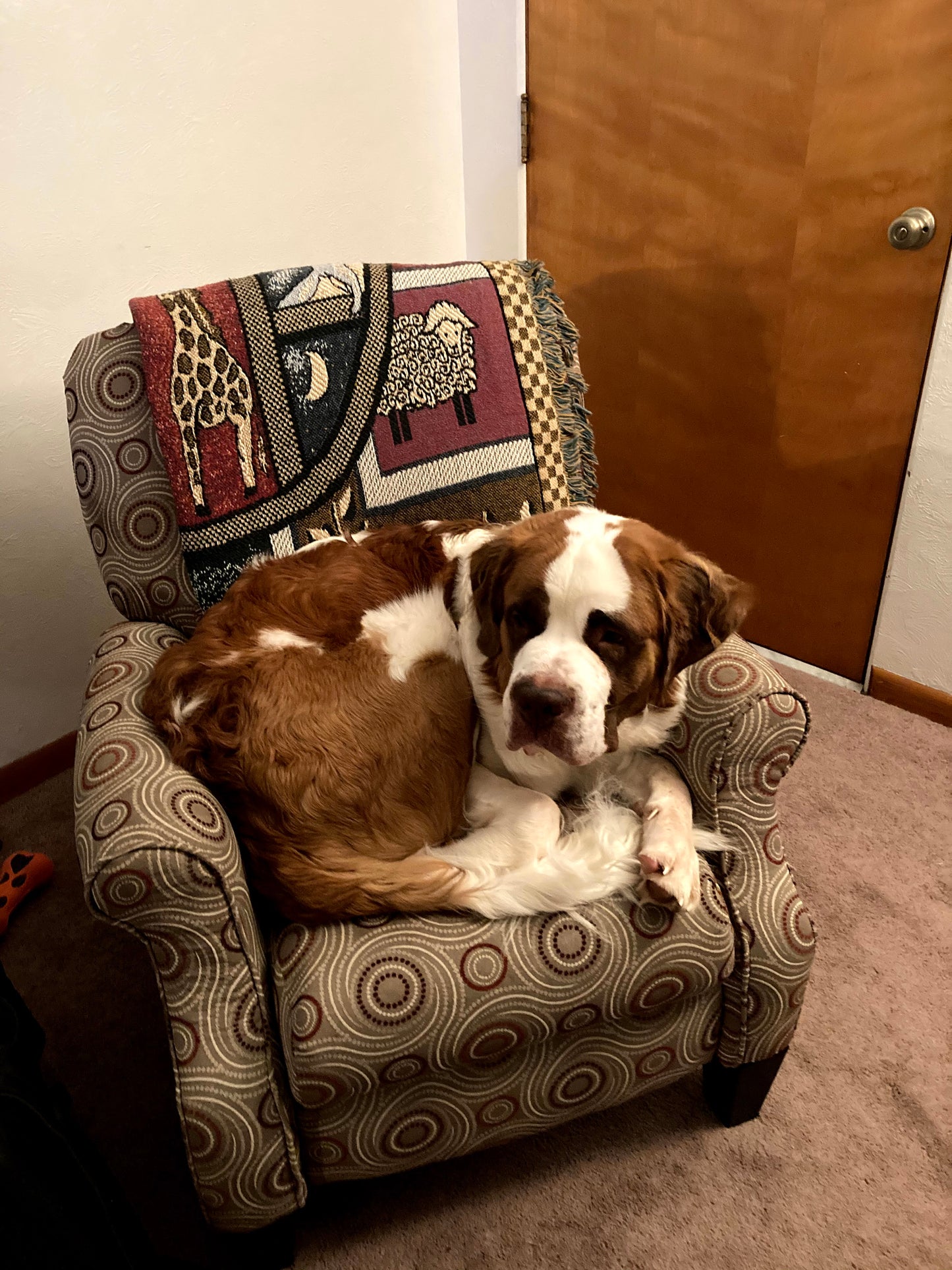 Saint Bernard Puppy Reservation