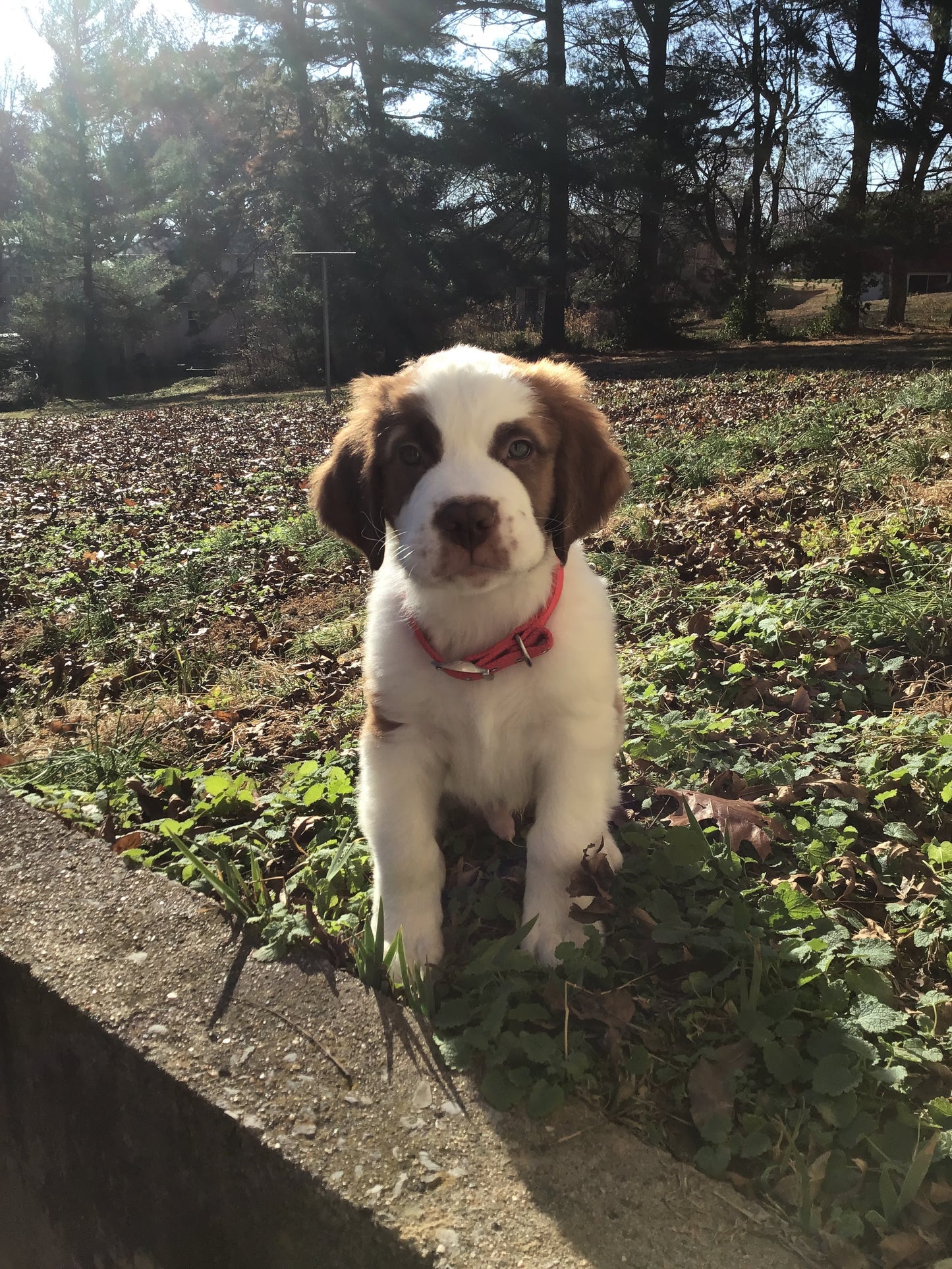 Saint Bernard Puppy Reservation