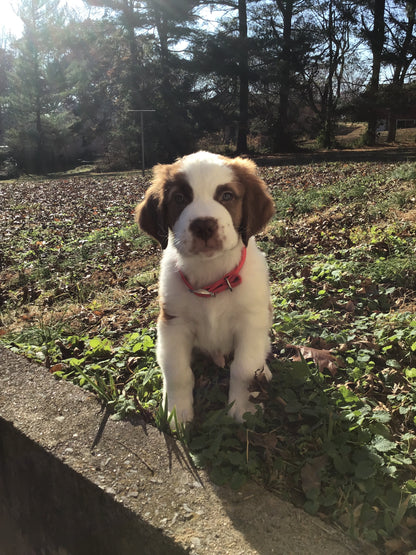 Saint Bernard Puppy Reservation