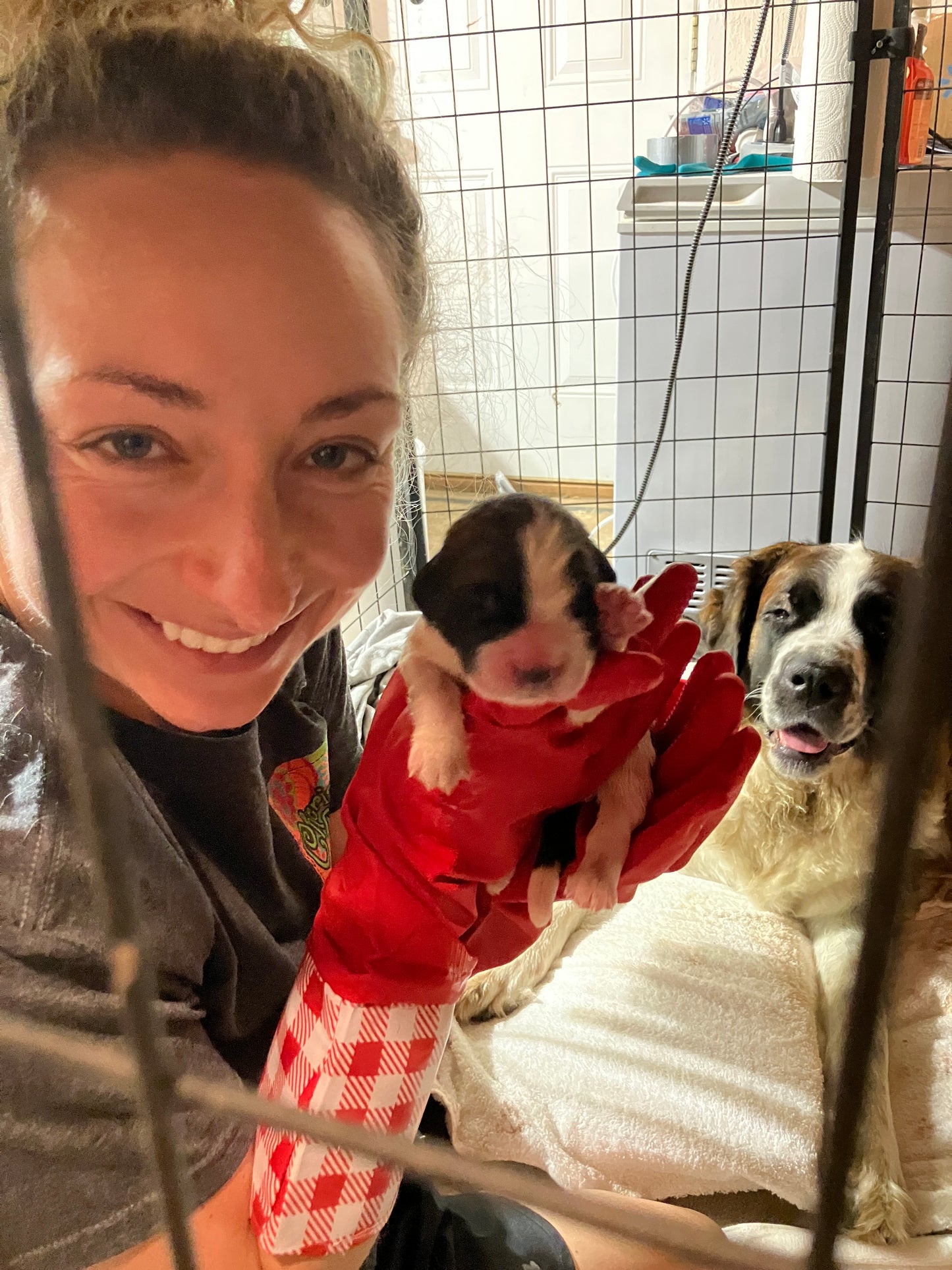 Saint Bernard Puppy Reservation