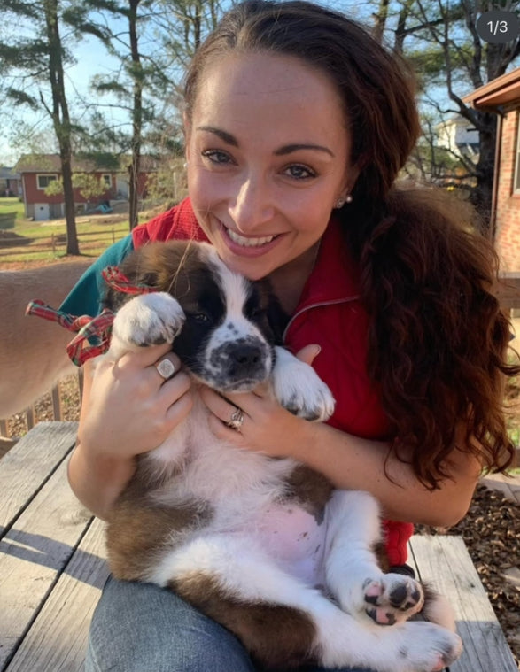 Saint Bernard Puppy Reservation