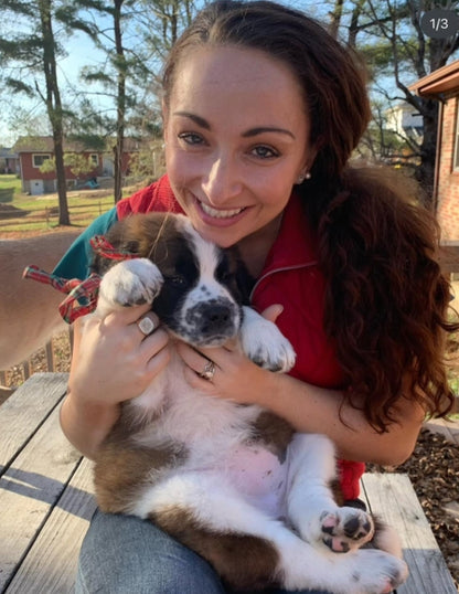 Saint Bernard Puppy Reservation