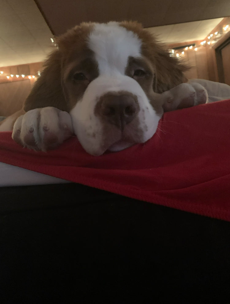 Saint Bernard Puppy Reservation