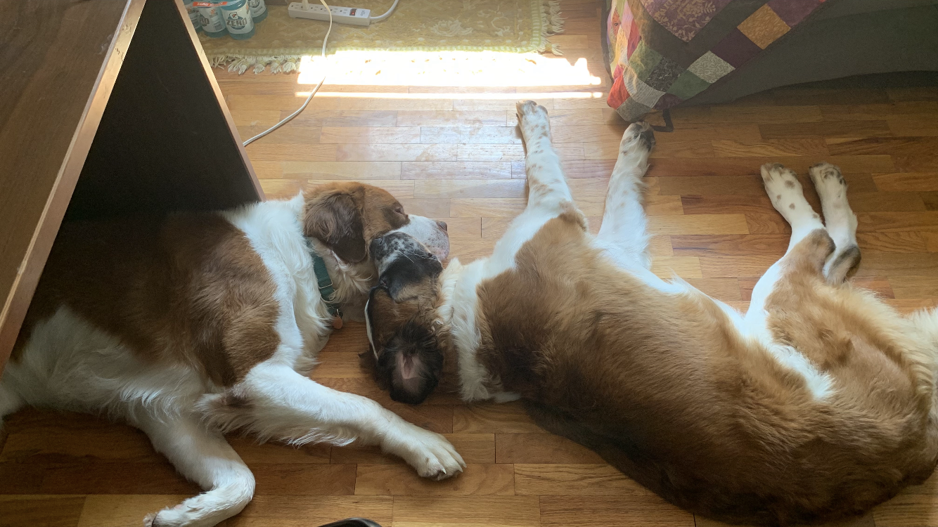 Saint Bernard Puppy Reservation