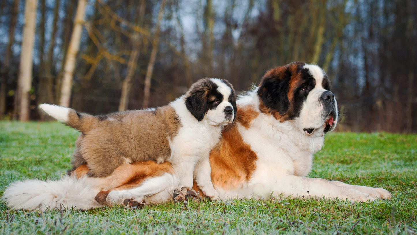 Saint Bernard Puppy Reservation